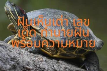 ดูดวง ไพ่ยิปซี แม่น ๆ ในปัจจุบัน 2567